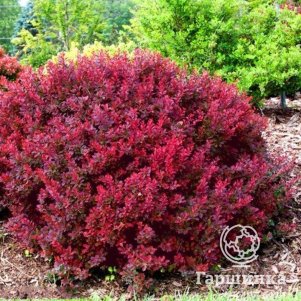 Барбарис Тунберга Багатель 590₽