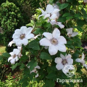 

Клематис Иоанн Павел II крупноцветковый (2)