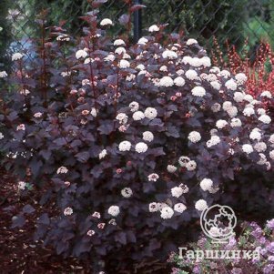 

Пузыреплодник Диабло