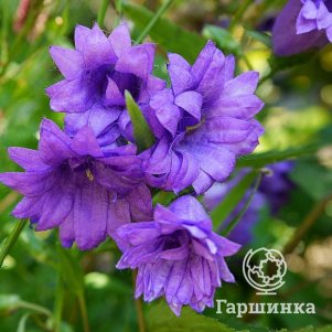 

Колокольчик крапиволистный Бернис