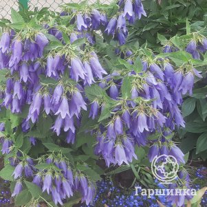 

Колокольчик Сарастро