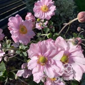 

Анемона (Ветреница) японская Кенигин Шарлотта