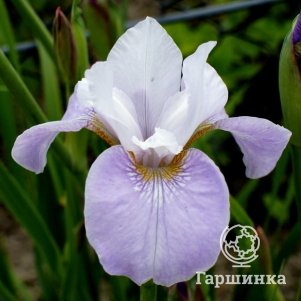 

Ирис сибирский Данс Балерина Данс