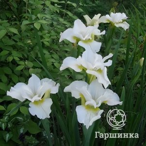 Ирис сибирский Харпсвелл Хэпинес