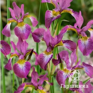 

Ирис сибирский Спарклин Роуз