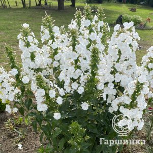 

Флокс Вайт Адмирал метельчатый