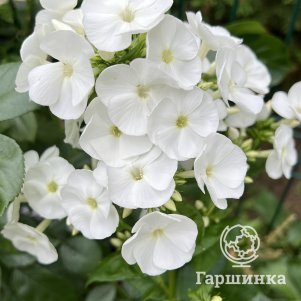 Флокс Вайт Спарр метельчатый