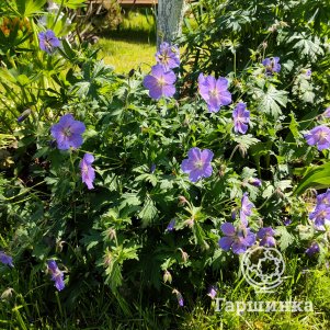 Герань садовая Розанна