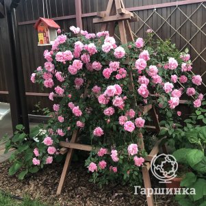 Роза Джон Дэвис канадская парковая (лиц)