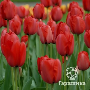 Тюльпан Ред Импрешн Дарвина