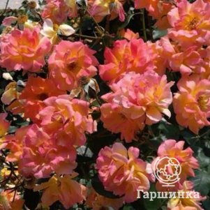 Роза Бонанза кустарниковая, Imperial Rose