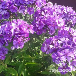 

Флокс Полина