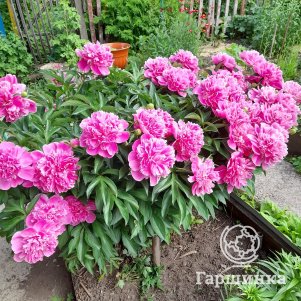 

Пион Александр Флеминг