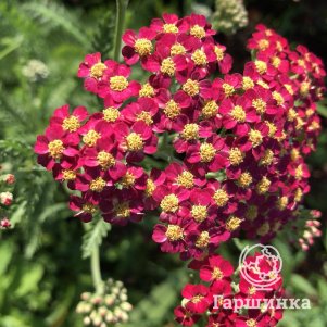 Тысячелистник Ред Вельвет