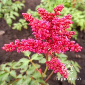 

Астильба Арендса Фанал