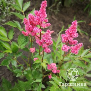 

Астильба японская Кельн