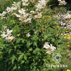 

Лабазник (таволга) Элеганс