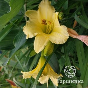 Лилейник Биг Тайм Хэппи