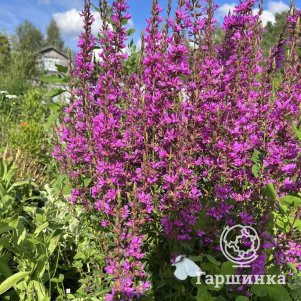 

Дербенник ивоподобный Роберт Компакта