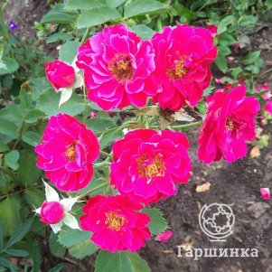 

Роза Виннипег Паркс канадская парковая (лиц)