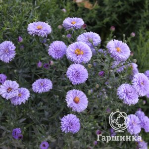 

Астра новобельгийская Мари Боллард