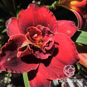 

Лилейник Дабл Файркрэкер