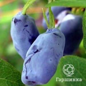 

Жимолость Ленинградский великан