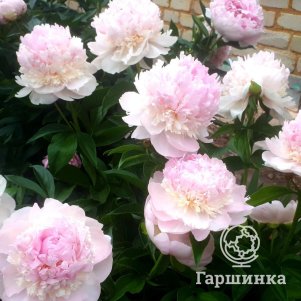 

Пион лекарственный Мутабилис Плена