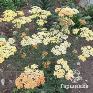 

Тысячелистник Триколор