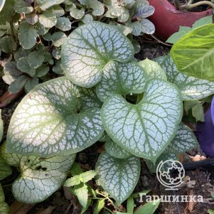 

Бруннера Сильвер Вингс