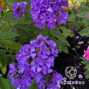 

Флокс Капелька