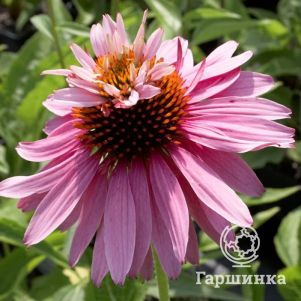 

Эхинацея пурпурная Дабл Декер