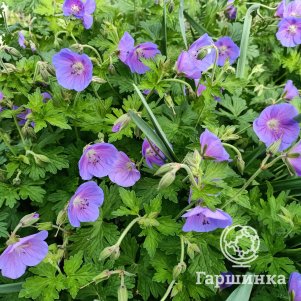 

Герань садовая Джонсонс Блу