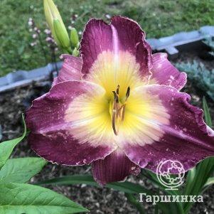 

Лилейник Малазиан Монарх