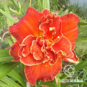 Лилейник Мозес Файе