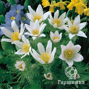 Прострел Альба 380₽