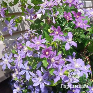 

Клематис Арабелла крупноцветковый (3)