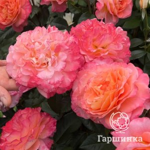 Роза Августа Луиза чайно-гибридная, Тантау (лиц)