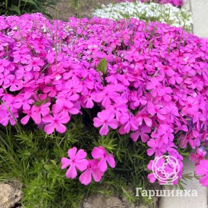 

Флокс шиловидный МакДэниэлс Кьюшн