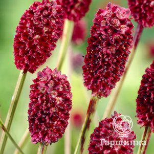 

Кровохлебка Tанна