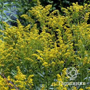 

Золотарник (солидаго) гибридный Страхленкрон