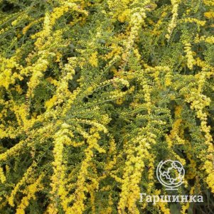 

Золотарник (солидаго) Ругоза Файяворкс