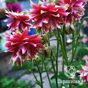 Аквилегия Нора Барлоу