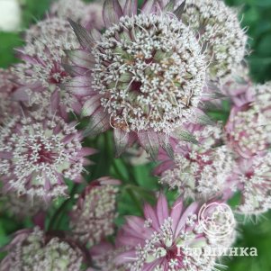 

Астранция Примадонна крупная