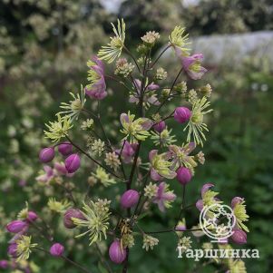 

Василистник Элин