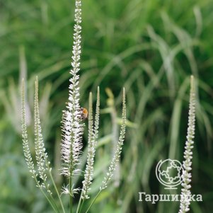 

Вероникаструм виргинский Диана