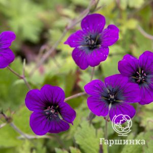 

Герань Энн Фолкард