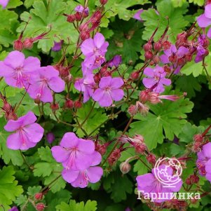 

Герань Кармина кембриджская