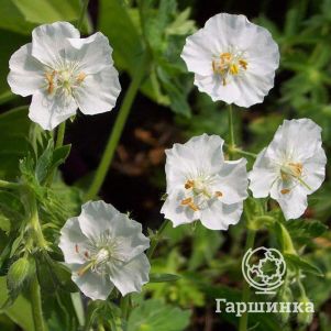 

Герань темная Альбум