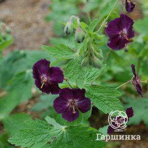 

Герань Ревен темная